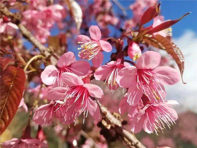 大理无量山樱花谷的樱花开了