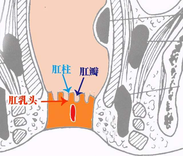 菊花残,满腚伤,你的肛周已泛黄