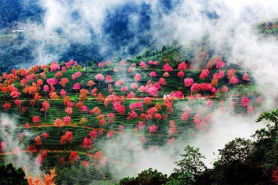 大理无量山樱花谷的樱花开了