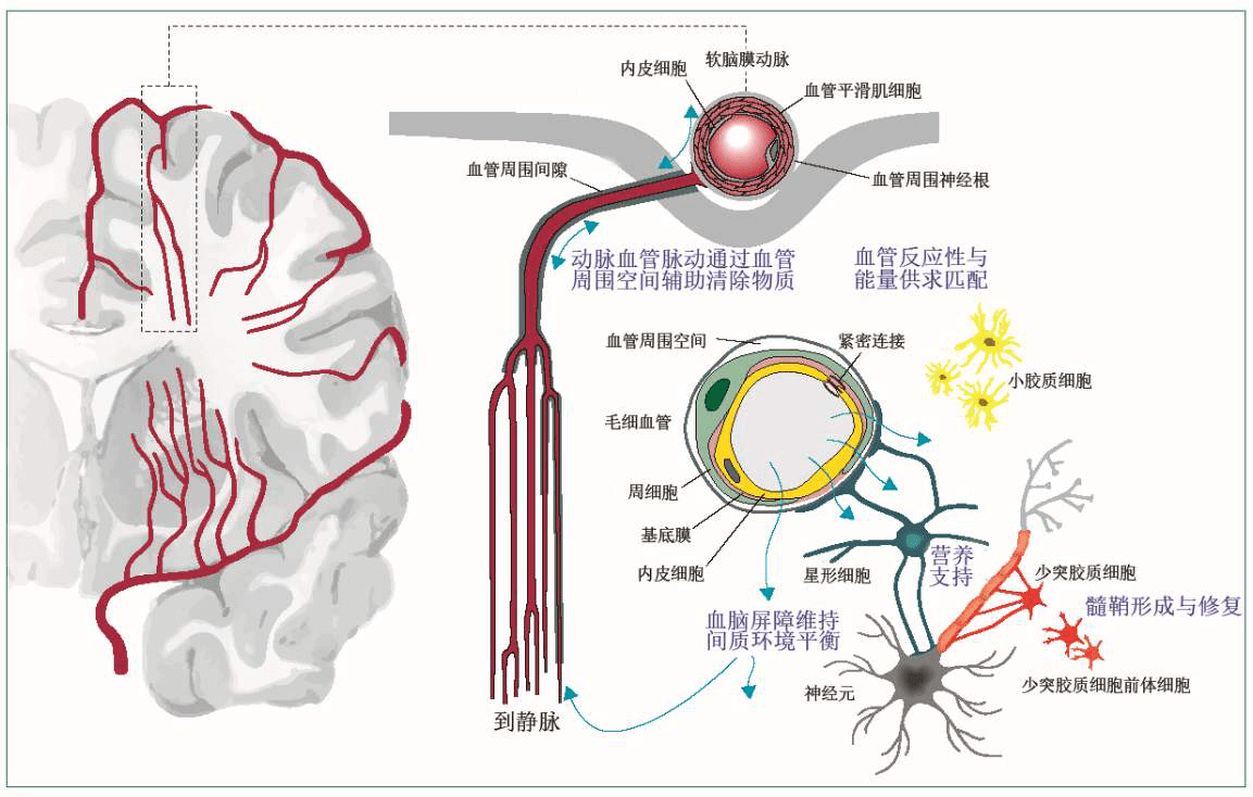 一, 脑小血管病的定