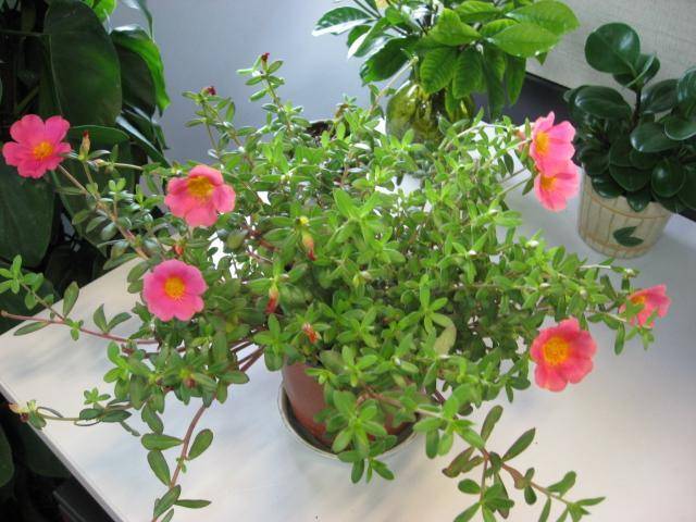 怎么养花枝 580edf2af7db445f97235cb5101b727c.jpeg