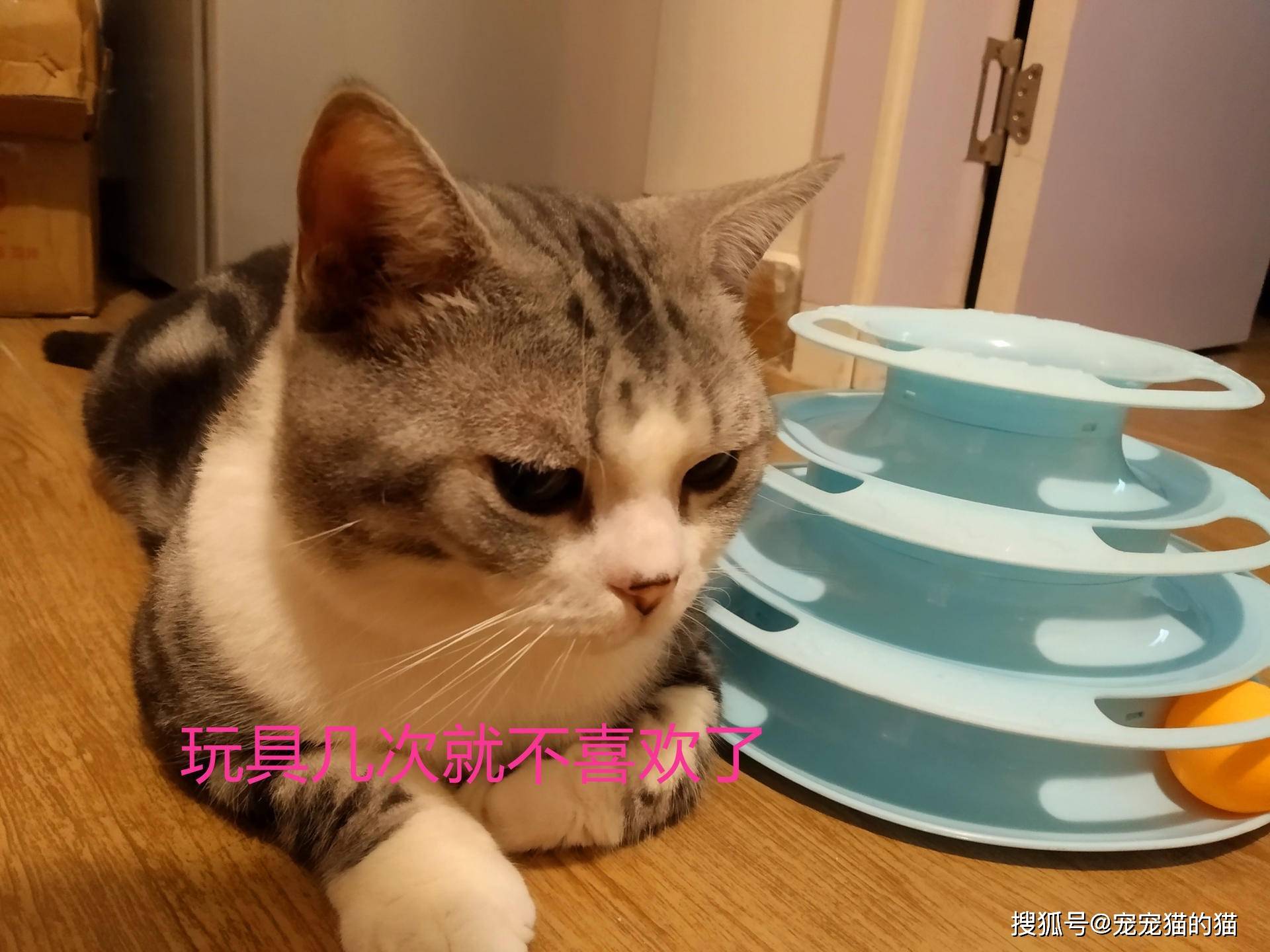 怎么养小猫让它很乖 192d3f1acabb4458b4a3ba3bcbfbfbc8.jpeg