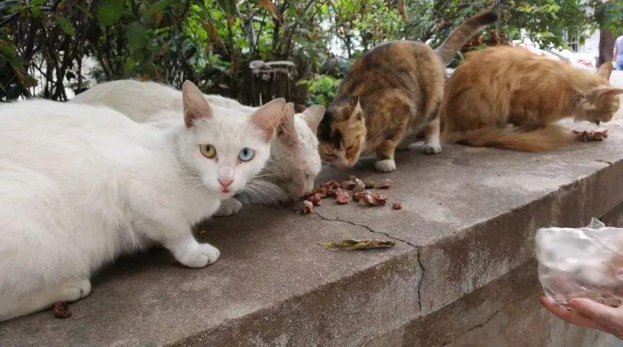 为解决小区流浪猫泛滥的问题业主们发动众筹一起这样做