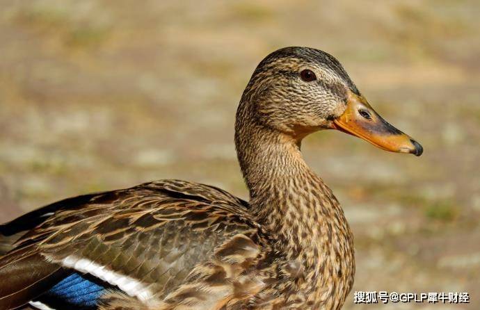研发费用前后相差4500万元  绝味食品称系业务口