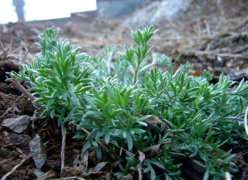 什么是庄稼地好朋友 ff82fa62db184717929c2e2c4d8e839c.jpeg