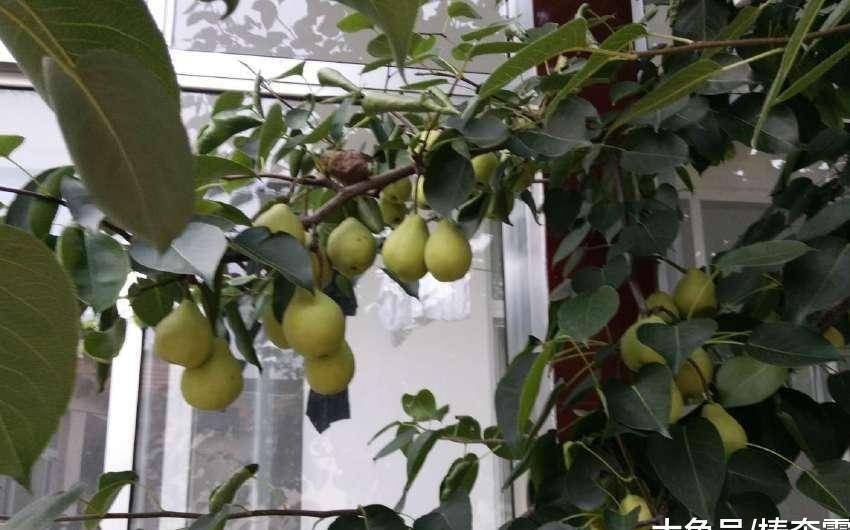 什么果树成语_成语故事图片(2)