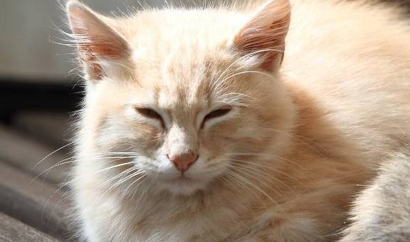 气质优雅的猫咪 1bf50c996fdb4caa97b8283dead9ec1e.jpeg