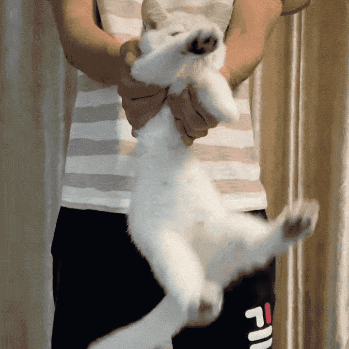 反应…3号傻子↓2号傻子↓1号傻子↓所有的黑猫腿都绷得又直又硬emmm
