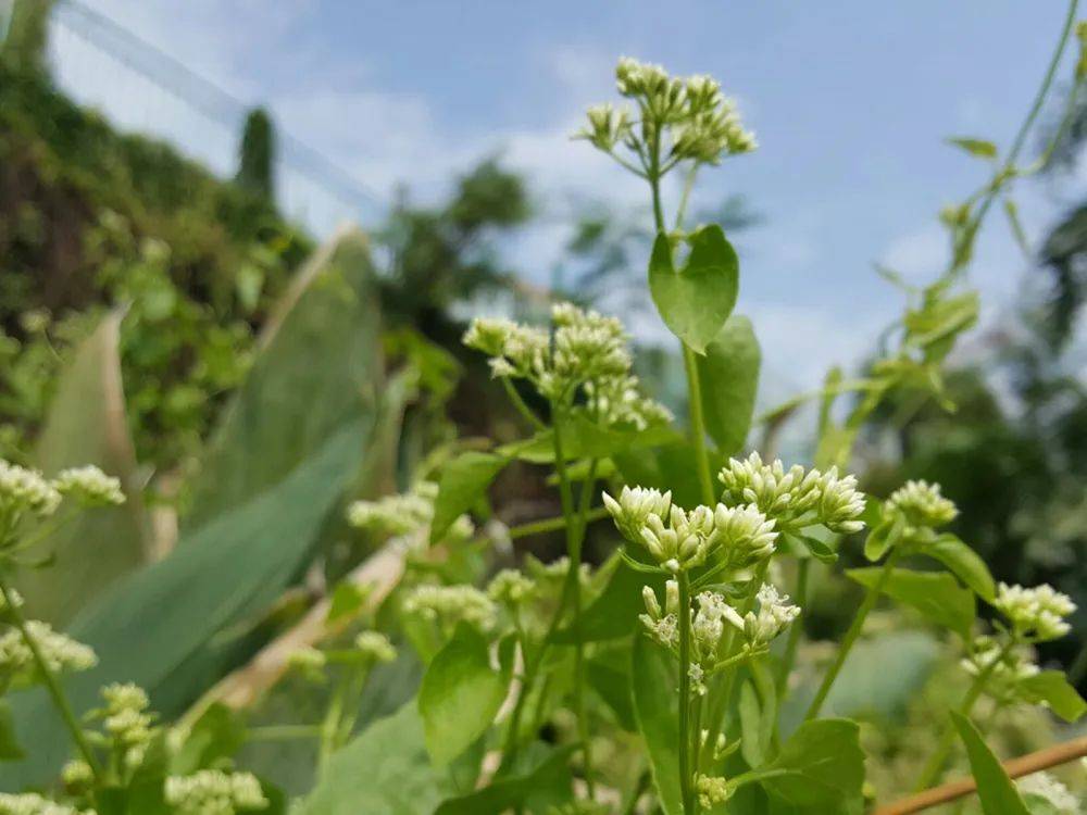 这薇甘菊也一样,但是水葫芦以及其他外来入侵植物在薇甘菊面前,那就是