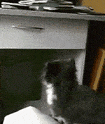 小喵星人,你这是想笑死我啊