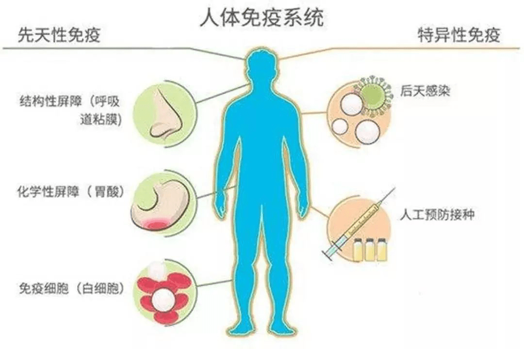 1,人体免疫力三道防线 现代医学科学发现,免疫功能减退是衰老的重要