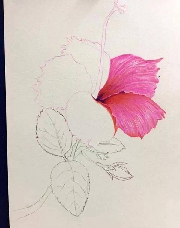 零基础彩铅入门步骤画|彩铅画初学者步骤图(附彩铅画全套视频教程)