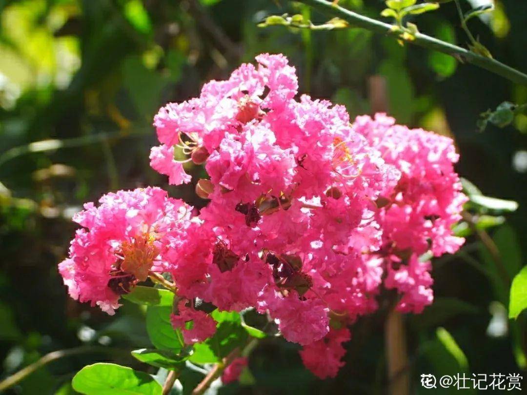 晋城市市花:紫薇朔州市市花:蜀葵大同市市花:丁香太原市市花:菊花