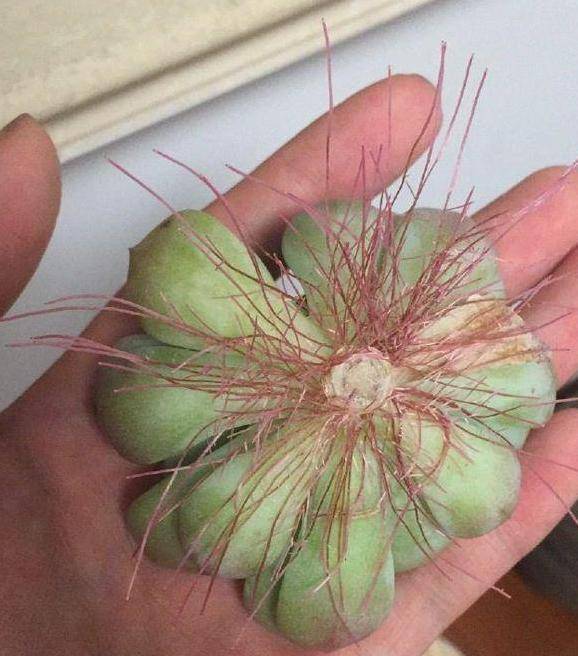 多肉如何养根最好 f3bb5a007a6f443aa576bc83708ab816.jpeg