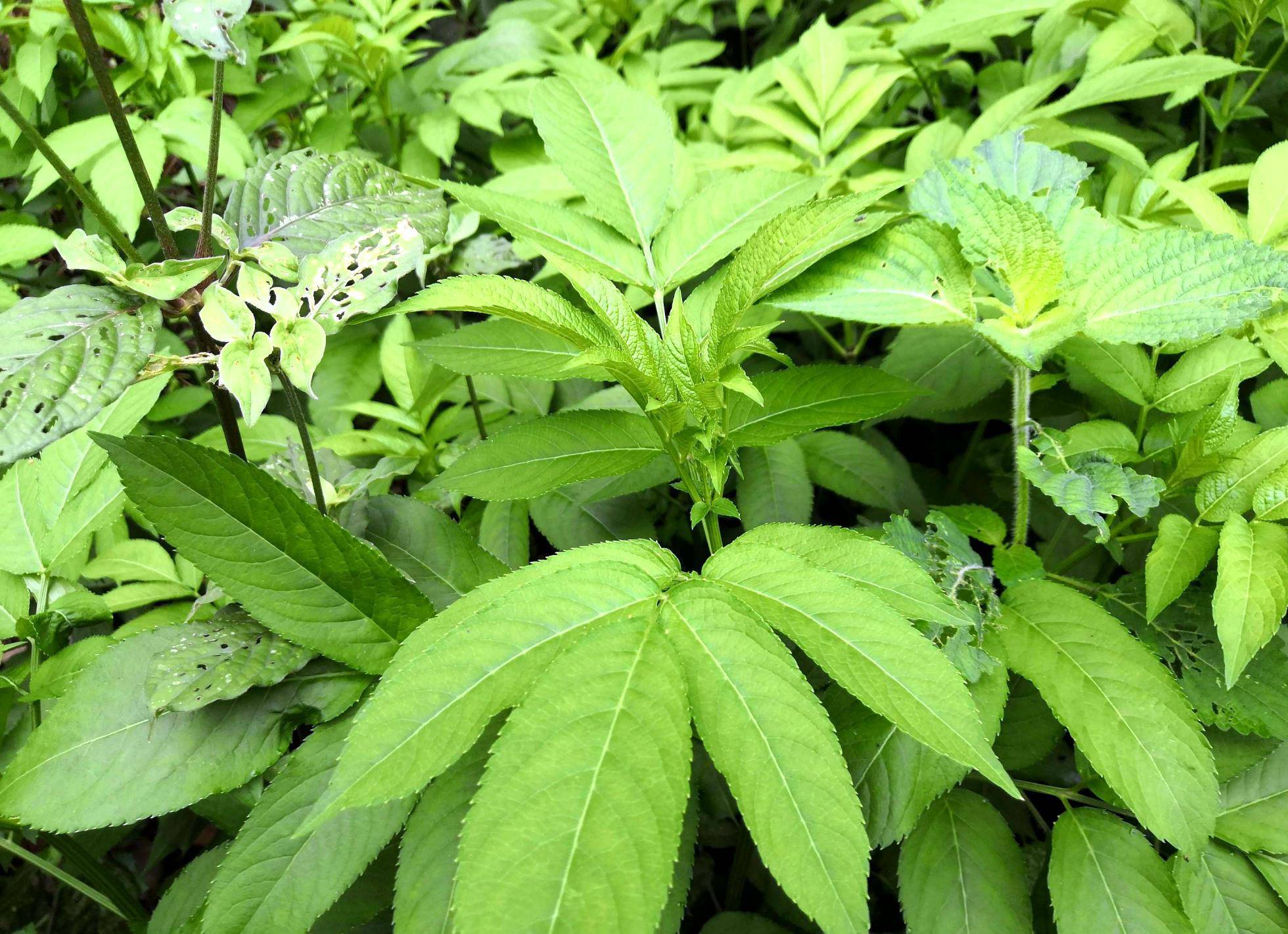 若在山里见到这种植物,别当野草铲除,记住它的样子,有