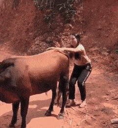 这小牛犊子真老实,被骑了还一动不动的