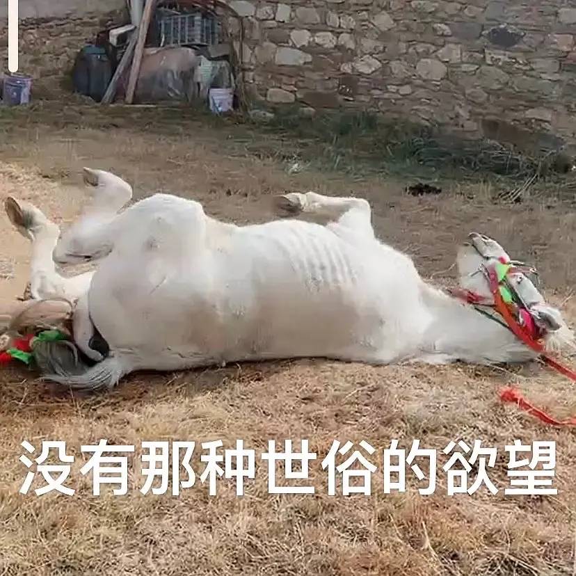 凭什么丁真没学过奥数就能走红，这届老母亲表