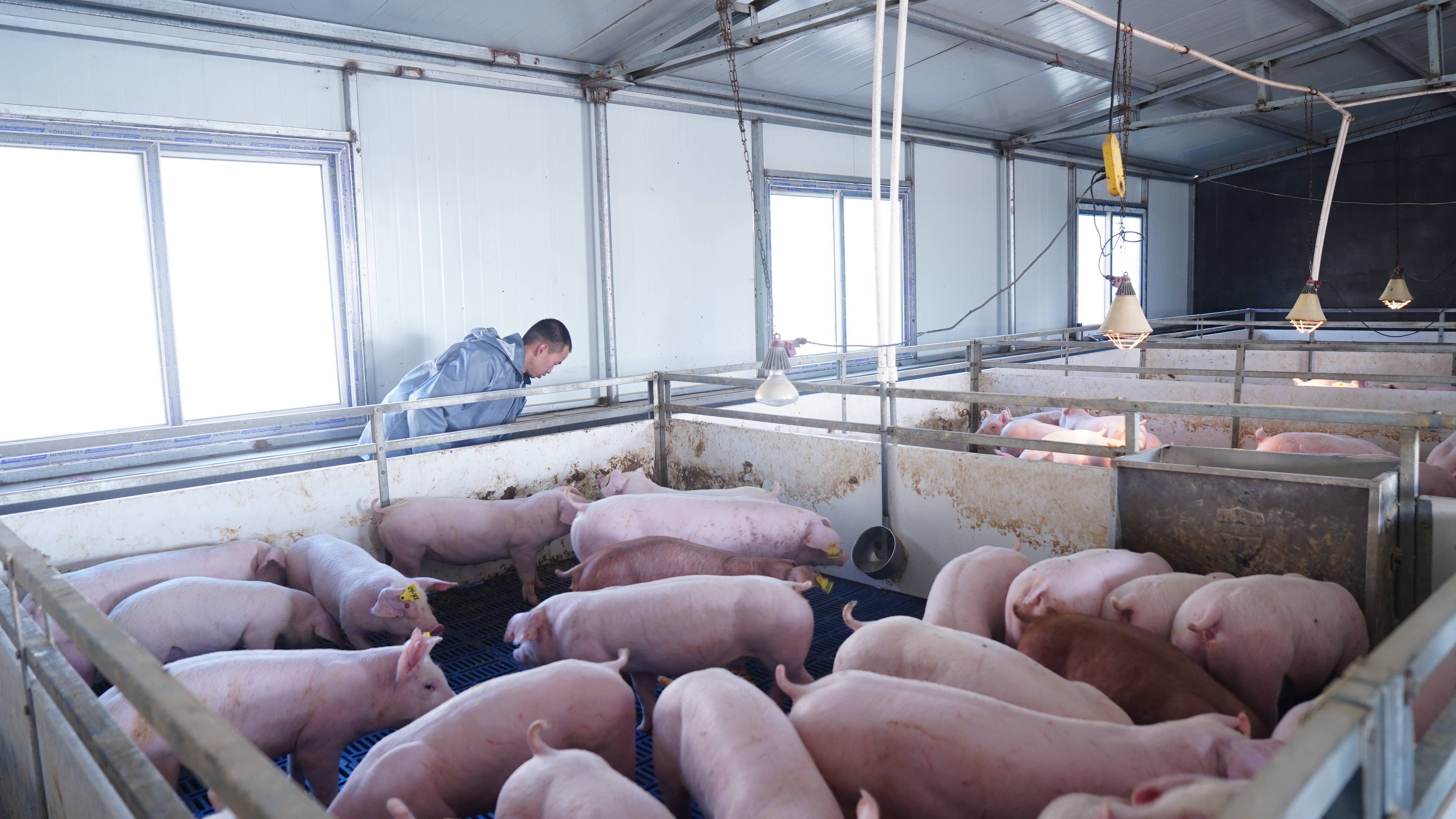 学技术治猪病,懂管理救猪场,影响人提升养猪业—猪知乐人文认知