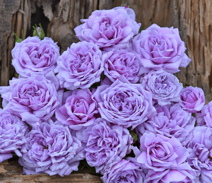 这8款蓝紫色月季花色少见而特别亲测好养又爆花你有种吗