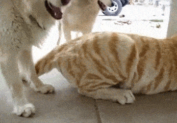 搞笑gif段子:表情这么夸张你们猜猜这是看到了什么?