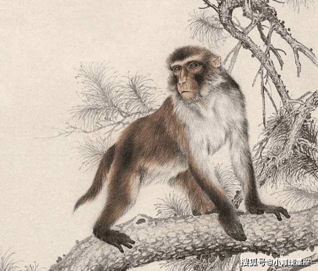 “眉下添眉指打一个最佳生肖，词语解释谜底释义落实”