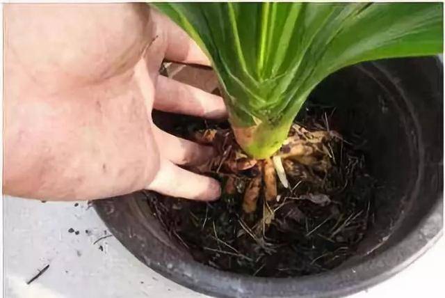 盆栽花卉植物多久换一次盆土 b95541e80ba04c54b966db32de3c576b.jpeg