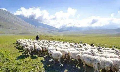 可可托海的牧羊人歌词：《可可托海的牧羊人》为什么比大多数爱  第2张