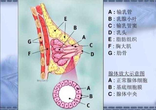 然后大家也可以看到,每个乳腺叶后面都连着一个输乳管, 呈放射状,集中