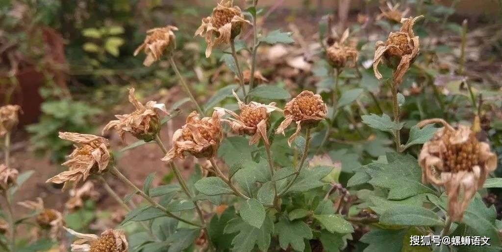 枯什么什么花成语_草什么花什么成语