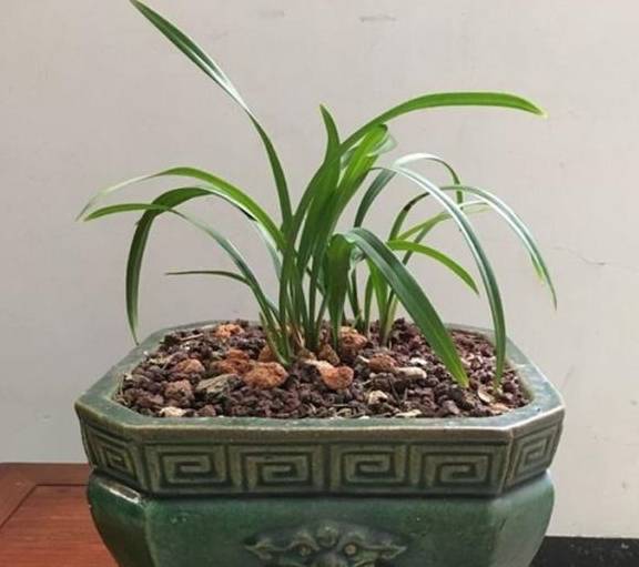兰花用什么土养根 acbde2495faf4054baa1a797052a356c.jpeg