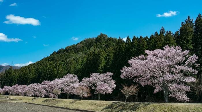 激光OLED都不爱,TCL电视押宝MiniLED胜算几何?-家电圈官网