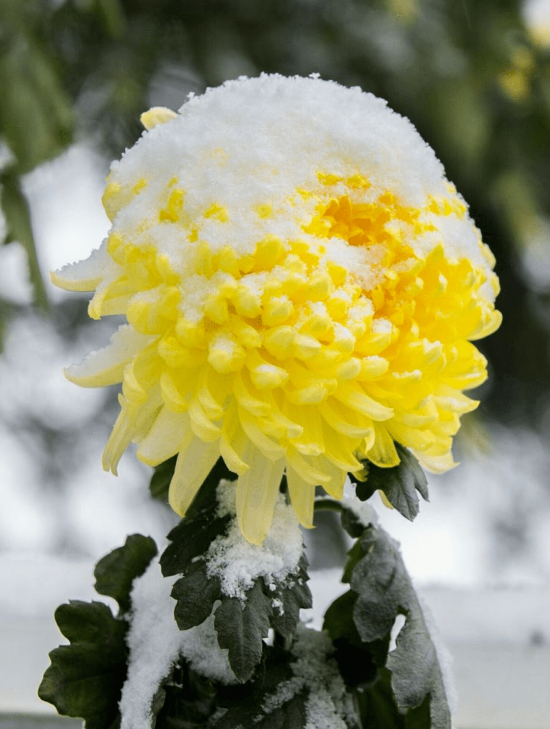 诗词鉴赏十首冬天菊花的诗词在冰天雪地里依然是那样美丽