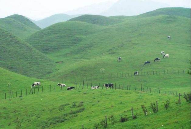 湖南邵阳南山牧场,和奶牛一起享受最慢的生活