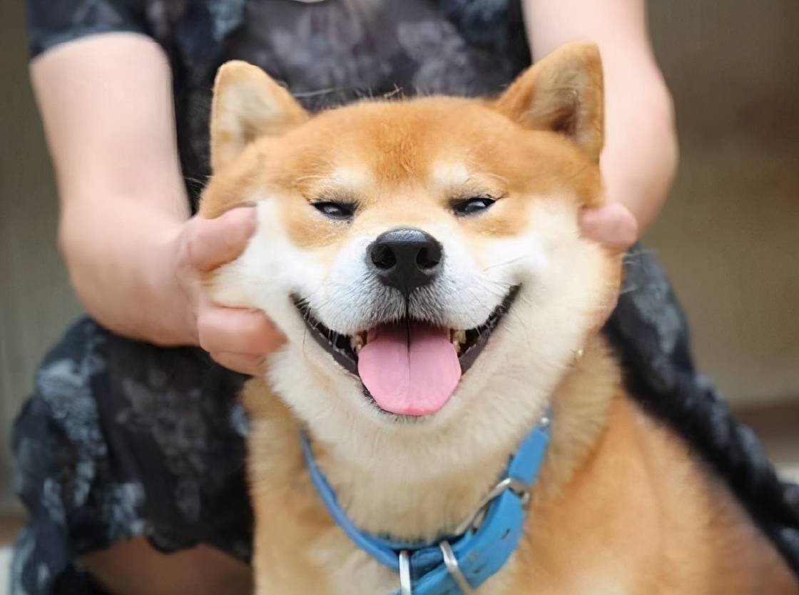 怎么看小狗性格凶狠 eebe811769124a0c98a1df8dced6c70e.jpeg