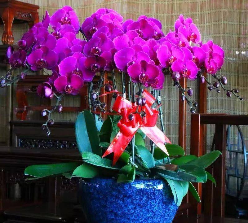 这六种"转运花"家里必须养一盆,吉利又好看!