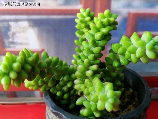 玉缀多肉怎样修剪 9deaf309f0b24fab99abce6a36c83fd0.jpeg