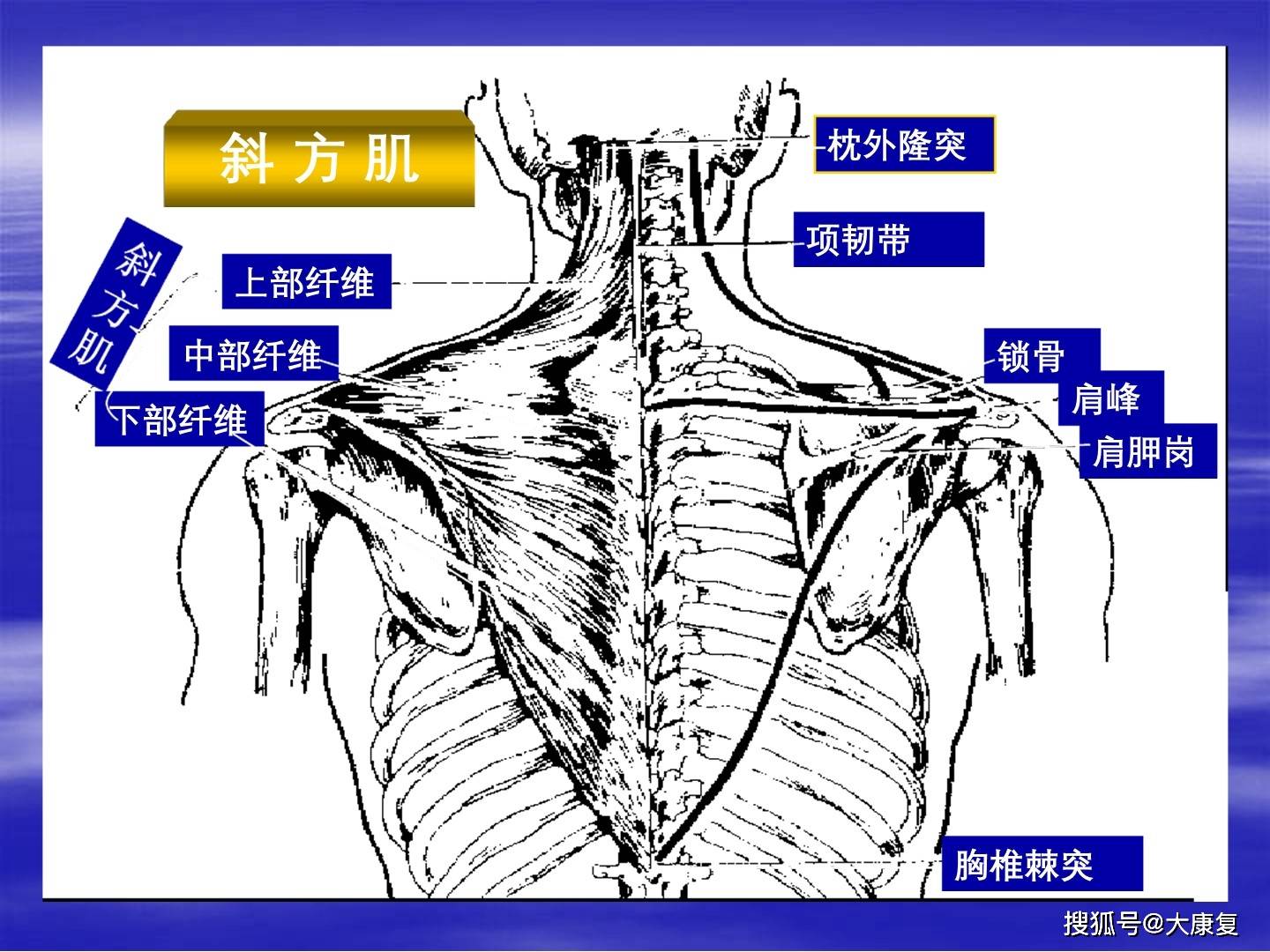 上肢关节与运动关节的肌肉