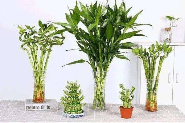 富贵竹怎么养好养 e942b3b18f704b6fbd2386156425dde3.jpeg