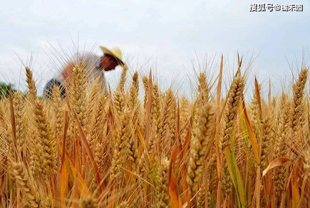 面粉是小麦还是玉米 149ffa4b62ad4cfa9edf7d819ee61315.jpeg