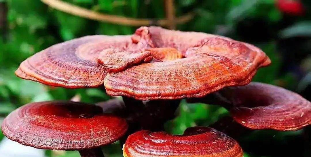 灵芝排名_野生灵芝图片(3)