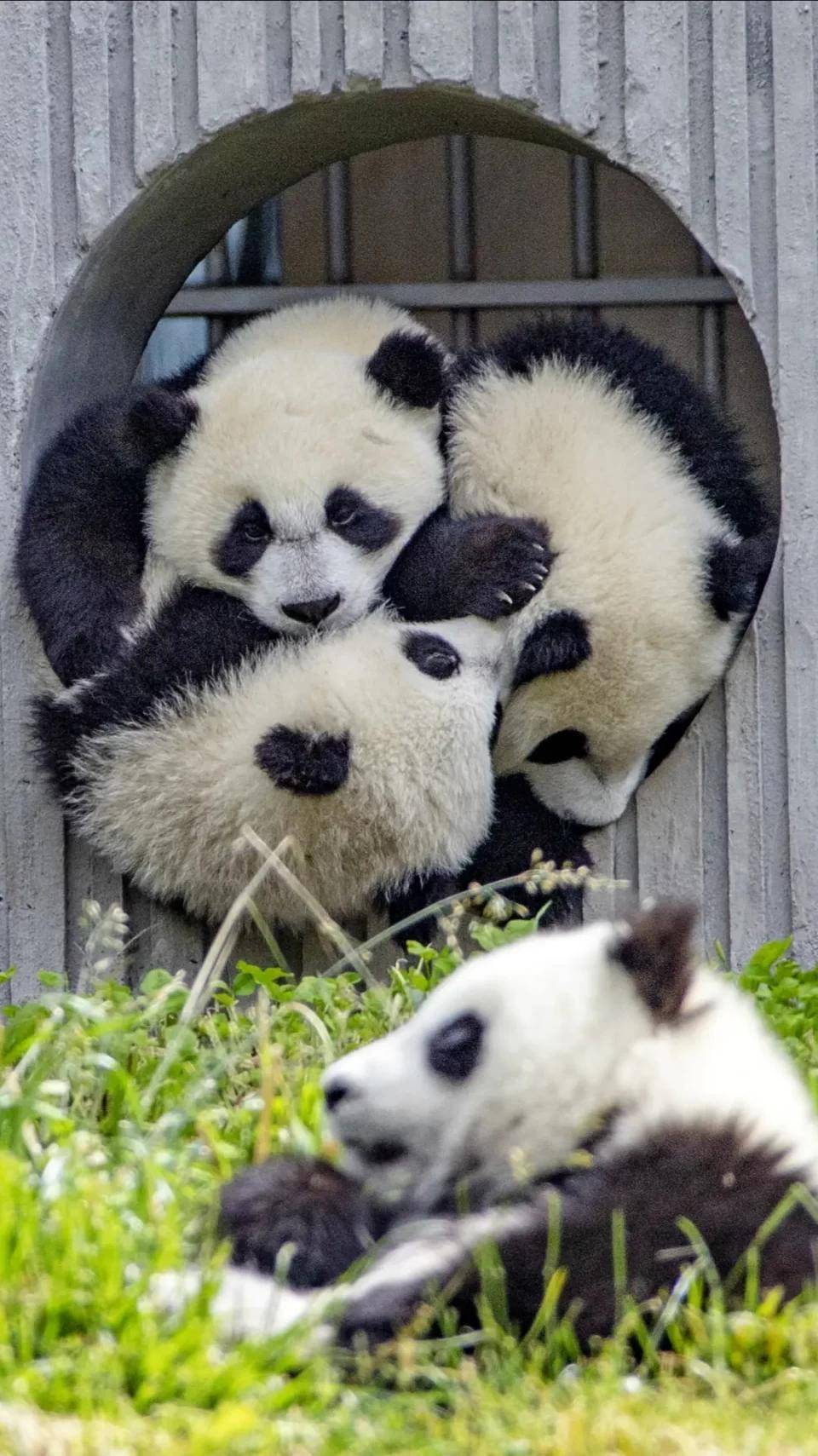熊猫图片大全高清照片 13b0e4ab708b4a63ac4e0bb7ff0dbf04.jpeg