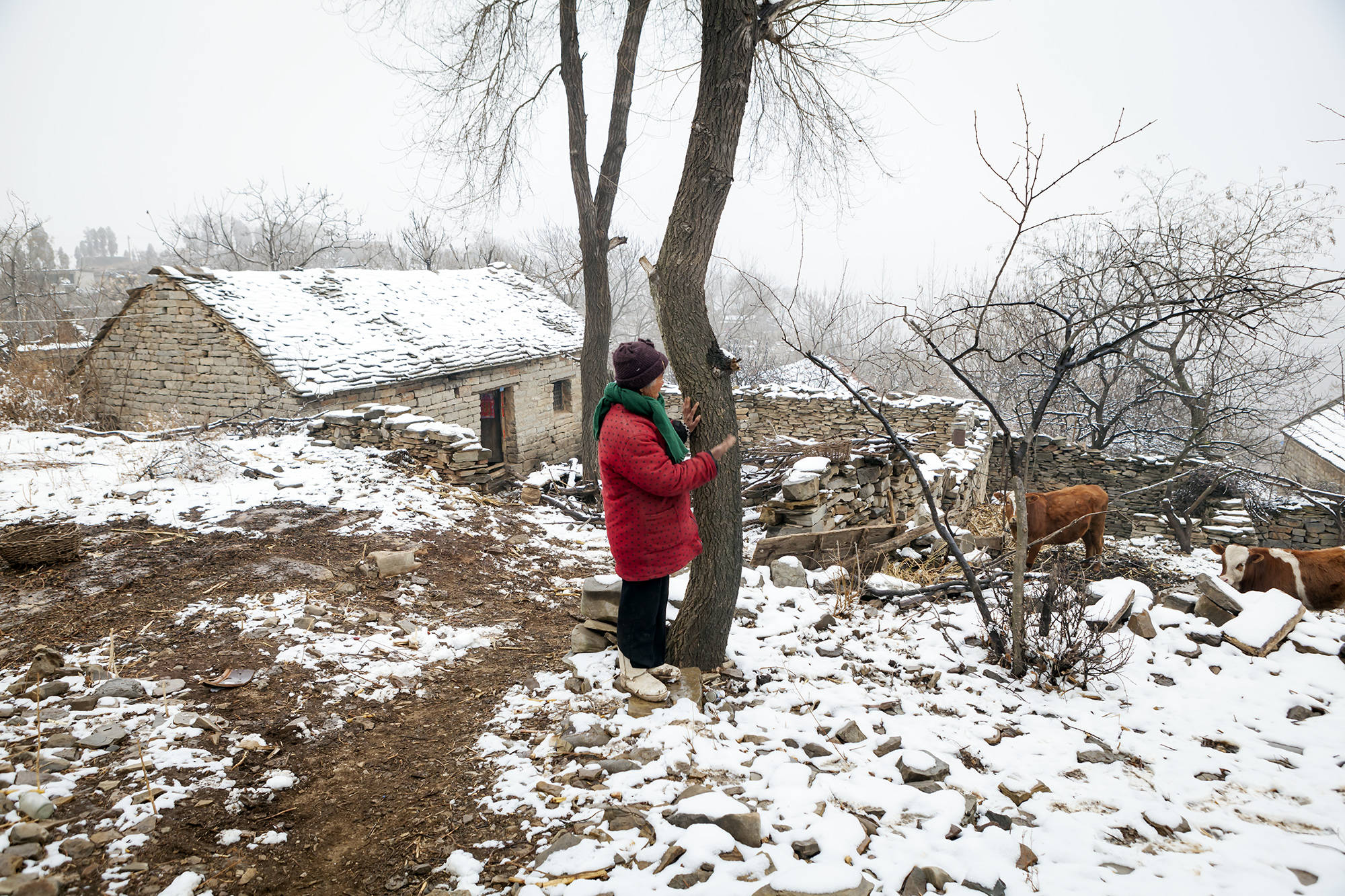 小山村下雪了,二位留守老人在照料家里的牛