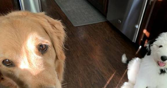 狗为啥吃东西快 0c50f0642c61492599d6c8ce08b25f20.jpeg