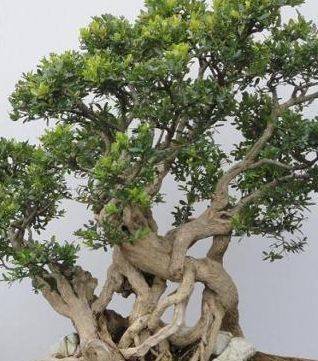 适合家里养的盆景植物有哪些 2fd5fd5ed39c412793b8f7c0910d30db.jpeg