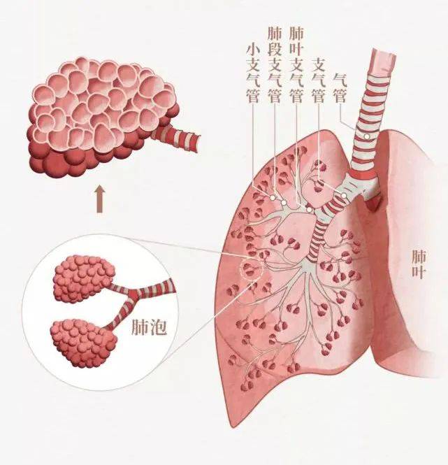 了解一下人体肺部构造,知道气管在哪里,支气管在哪里,以及哪个是肺泡