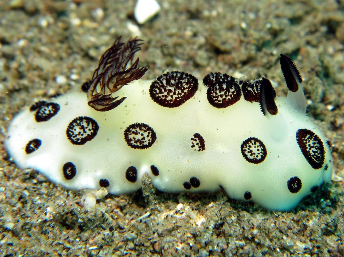 海底世界谁最萌海蛞蝓称第二谁敢称第一