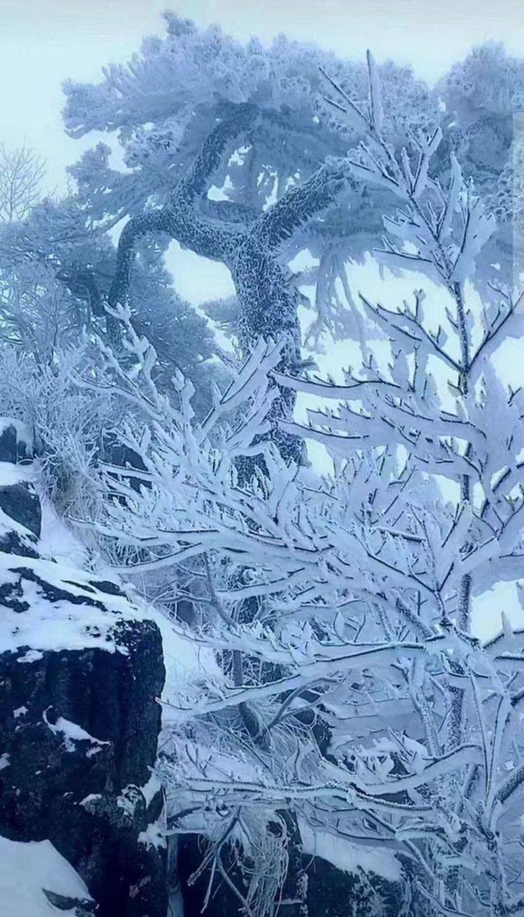 黄山下雪了,雪景,雪松,雾凇,云海银装素裹,玉树琼枝,游人如醉如痴