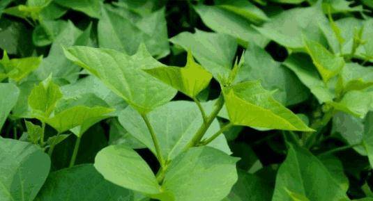 便秘最怕的野菜 9fd3bb9c1564415c9d1cc0464ebaec3a.jpeg
