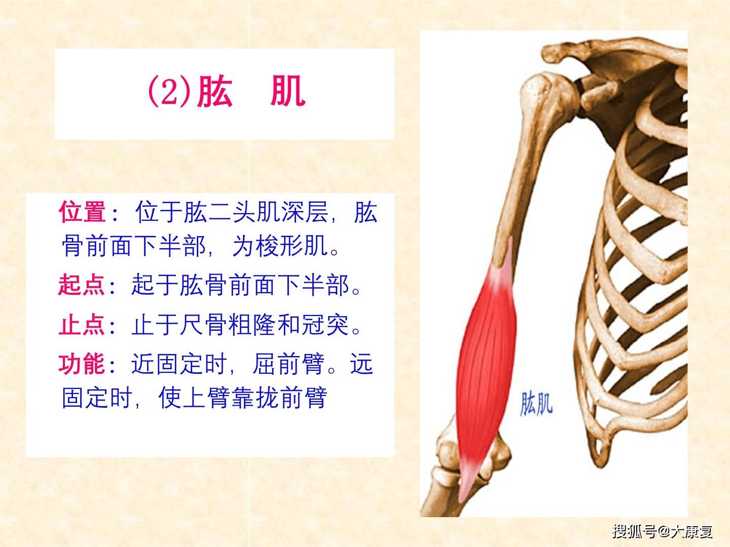 人体解剖-骨骼肌-上肢肌