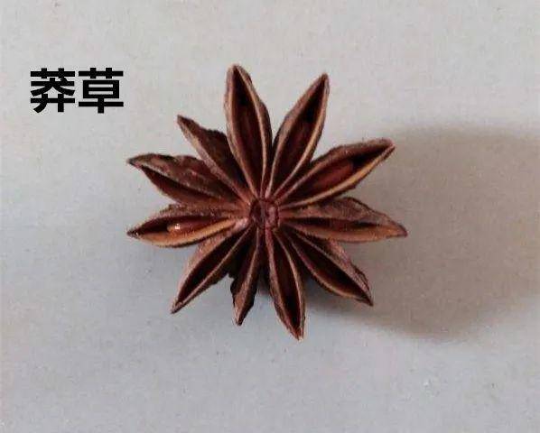 图片               野生八角花,又叫莽草,有剧毒,无论生吃或者做菜